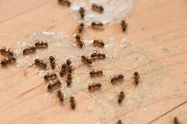 Best Residential Pest Control  in Niagara University, NY
