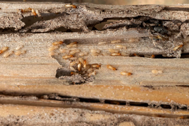 Best Ant Control Services  in Niagara University, NY